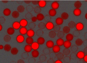紅色羧基聚苯乙烯微球，粒徑300nm，4%固含量