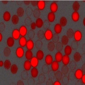 紅色羧基聚苯乙烯微球，粒徑300nm，4%固含量