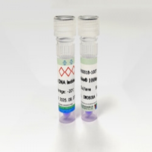 Seebio? 100bp DNA Ladder 